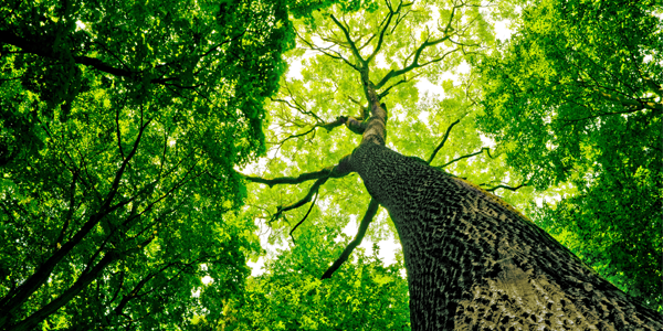 4 tips for tree service company growth