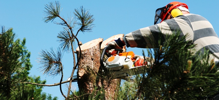 how google affects your tree service business