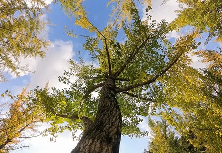 dramatic tree growth this year