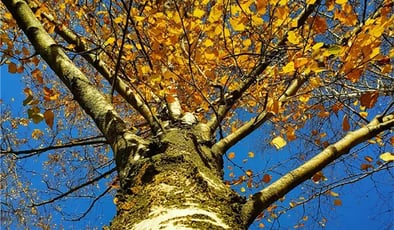 The next steps for dramatic tree service growth