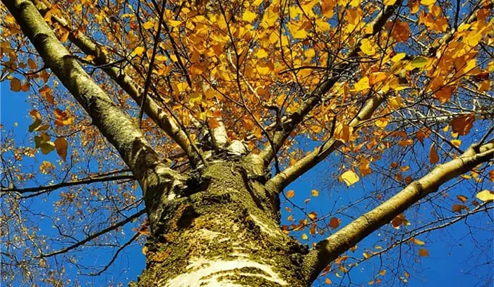 tree service marketing for dramatic growth