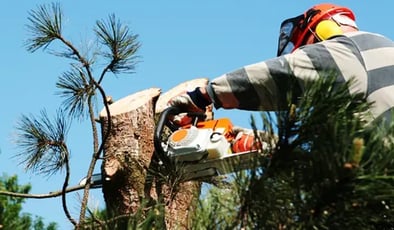 how google affects your tree service business