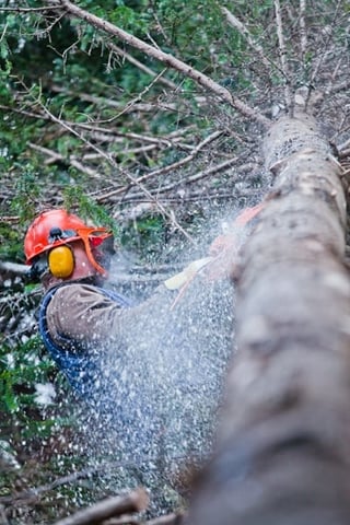 Good tree service leads vs bad tree service leads