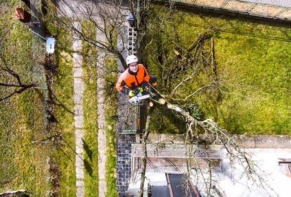 Professional Tree Removal Business